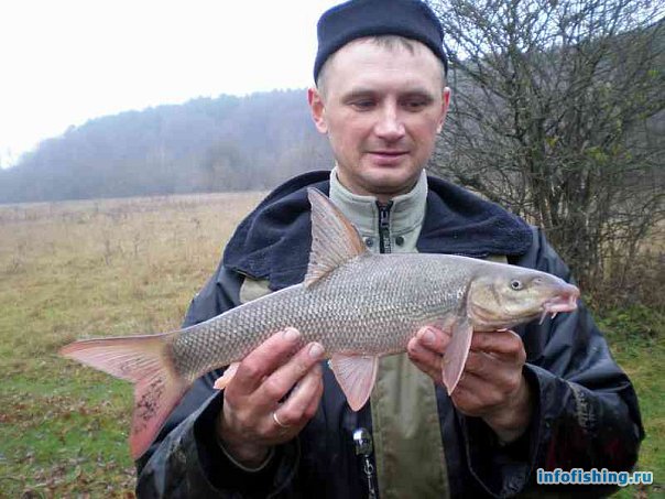Рыба Кубани Фото