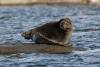 The_freshwater_ringed_seals._lake_Ladoga.jpg